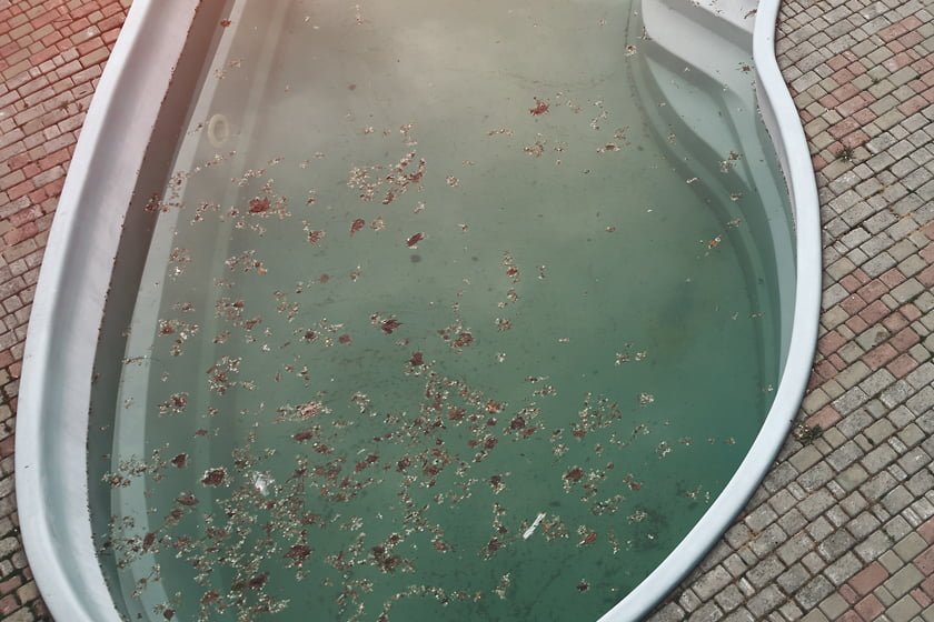 cómo limpiar una piscina sucia