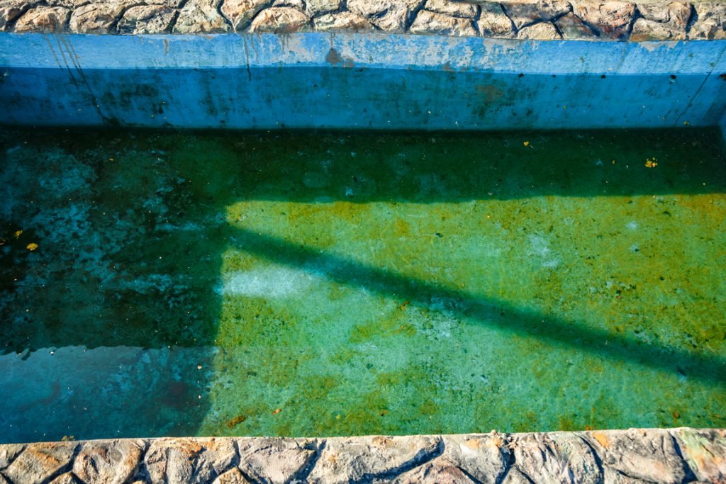 larvas de mosquito en mi piscina